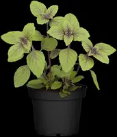 Ocimum basilicum 'Magic Blue' (Roodbladige basilicum) 15cm - afbeelding 15