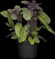 Ocimum basilicum 'Magic Blue' (Roodbladige basilicum) 15cm - afbeelding 9