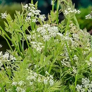 Oenanthe fistulosa 'Flamingo' (Pijptorkruid) - afbeelding 1