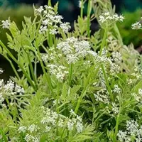 Oenanthe fistulosa 'Flamingo' (Pijptorkruid) - afbeelding 3