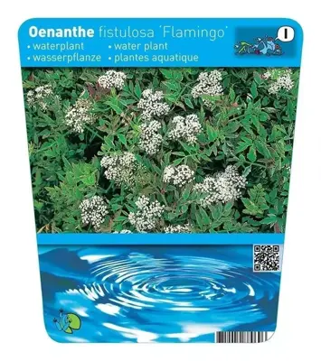 Oenanthe fistulosa 'Flamingo' (Pijptorkruid) - afbeelding 2