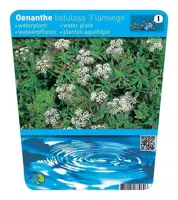 Oenanthe fistulosa 'Flamingo' (Pijptorkruid) - afbeelding 2