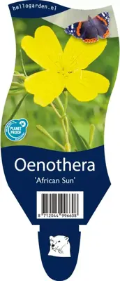 Oenothera 'African Sun' (Teunisbloem) - afbeelding 1