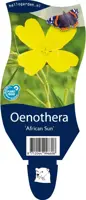 Oenothera 'African Sun' (Teunisbloem) - afbeelding 1