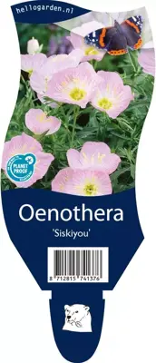 Oenothera (Teunisbloem) - afbeelding 1