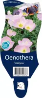 Oenothera (Teunisbloem) - afbeelding 1