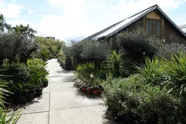 Olea europaea - afbeelding 4