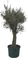 Olea europaea - afbeelding 1