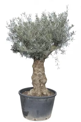 Olea europaea - afbeelding 1