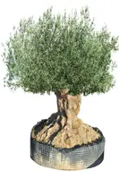 Olea europaea - afbeelding 1