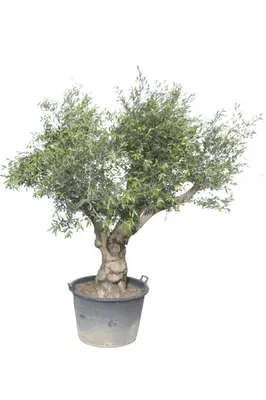 Olea europaea - afbeelding 1