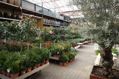 Olea europaea bonsai 80-100 - afbeelding 9