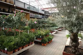 Olea europaea bonsai 80-100 - afbeelding 9