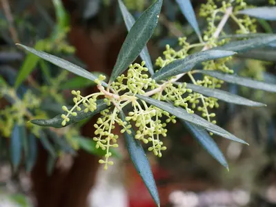 Olea europaea bonsai 80-100 - afbeelding 6