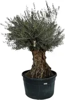 Olea europaea bonsai 80-100 - afbeelding 1