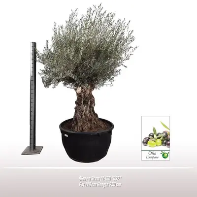 Olea europaea bonsai 80-100 - afbeelding 3