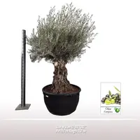 Olea europaea bonsai 80-100 - afbeelding 3