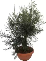 Olea europaea bonsai (olijf) 150 cm - afbeelding 1