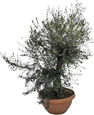 Olea europaea bonsai (olijf) 150 cm - afbeelding 2