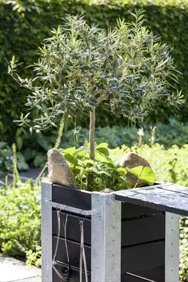 Olea europaea Bonsai (Olijf) - afbeelding 8