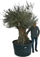 Olea europaea Bonsai (Olijf) - afbeelding 2