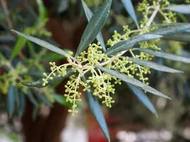 Olea europaea Bonsai (Olijf) - afbeelding 6