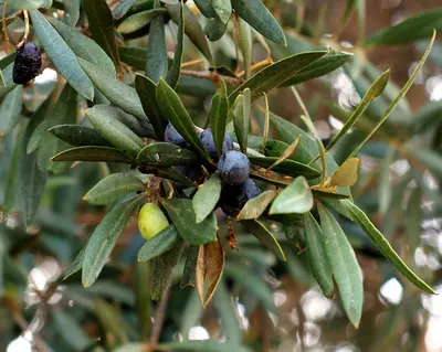 Olea europaea Bonsai (Olijf) - afbeelding 5