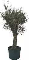 Olea europaea florida 180 cm - afbeelding 1