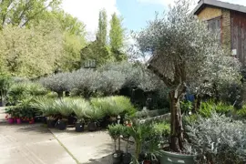 Olea europaea gladde stam (olijfboom) 220 cm - afbeelding 9