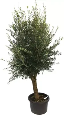 Olea europaea gladde stam (olijfboom) 220 cm - afbeelding 1