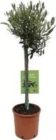 Olea europaea mini op stam (olijfboom) 90cm - afbeelding 1