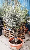 Olea Europaea Old Skin - afbeelding 1