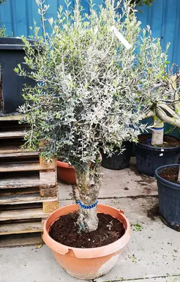 Olea Europaea Old Skin - afbeelding 2