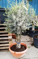 Olea Europaea Old Skin - afbeelding 2