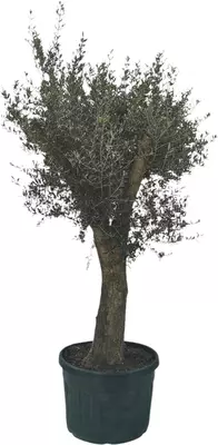 Olea europaea old skin (olijf) 220 cm - afbeelding 1