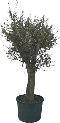 Olea europaea (Olijf) - afbeelding 1