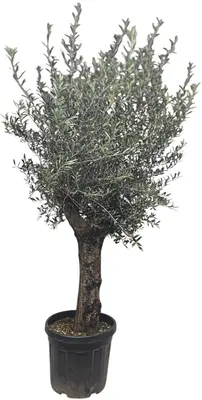 Olea europaea (Olijf) - afbeelding 1