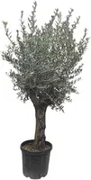 Olea europaea (Olijf) - afbeelding 1