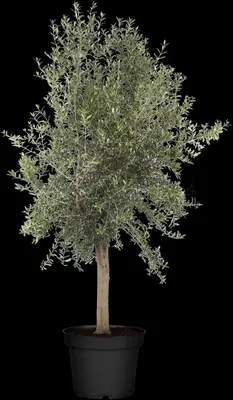 Olea europaea (Olijf) - afbeelding 12