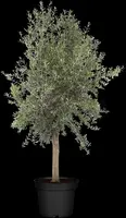 Olea europaea (Olijf) - afbeelding 13
