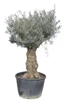 Olea europaea (Olijf) - afbeelding 1