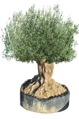Olea europaea (Olijf) - afbeelding 1