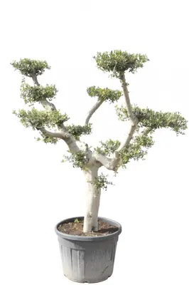 Olea europaea (Olijf) - afbeelding 1