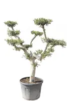Olea europaea (Olijf) - afbeelding 1