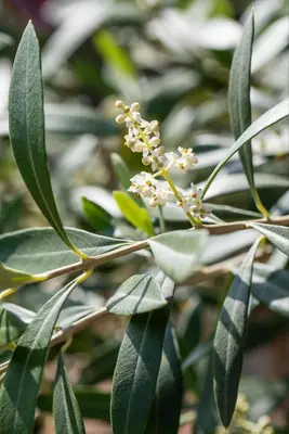 Olea europaea (Olijf) - afbeelding 17