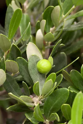 Olea europaea (Olijf) - afbeelding 4