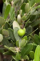 Olea europaea (Olijf) - afbeelding 4