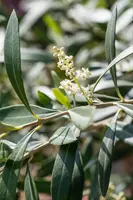 Olea europaea (Olijf) - afbeelding 16