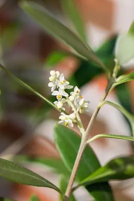 Olea europaea (Olijf) - afbeelding 15