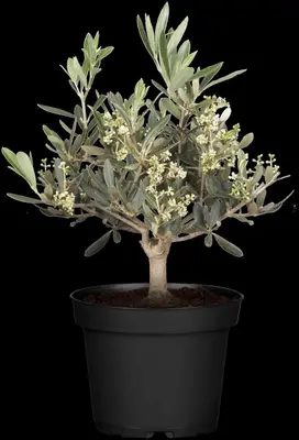 Olea europaea (Olijf) - afbeelding 14